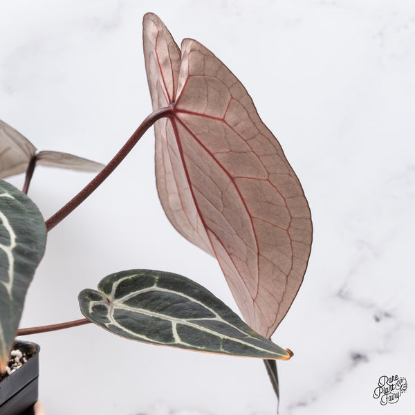 Anthurium Michelle '1' x Red Velvet Cake '24' by DocBlock® (wk37-H) *Pink Vein Emergent*