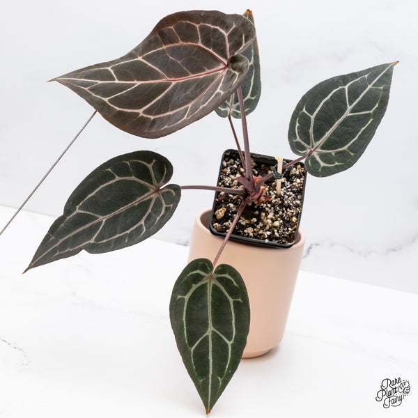 Anthurium Michelle '1' x Red Velvet Cake '24' by DocBlock® (wk37-H) *Pink Vein Emergent*