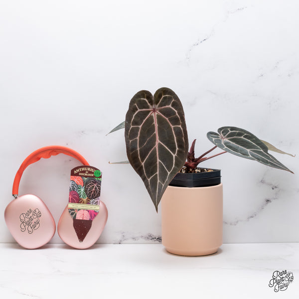 Anthurium Michelle '1' x Red Velvet Cake '24' by DocBlock® (wk37-H) *Pink Vein Emergent*