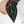 Anthurium Michelle '1' x Red Velvet Cake '24' by DocBlock® (wk37-H) *Pink Vein Emergent*