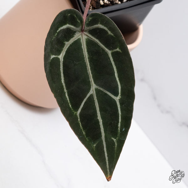 Anthurium Michelle '1' x Red Velvet Cake '24' by DocBlock® (wk37-H) *Pink Vein Emergent*