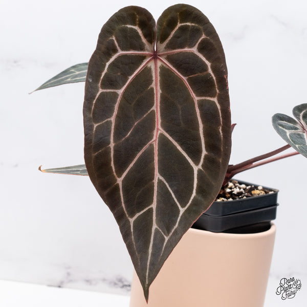 Anthurium Michelle '1' x Red Velvet Cake '24' by DocBlock® (wk37-H) *Pink Vein Emergent*