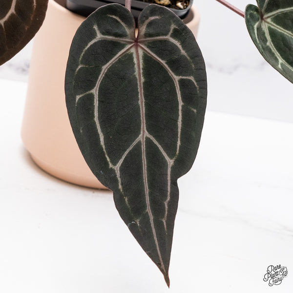 Anthurium Michelle '1' x Red Velvet Cake '24' by DocBlock® (wk37-H) *Pink Vein Emergent*