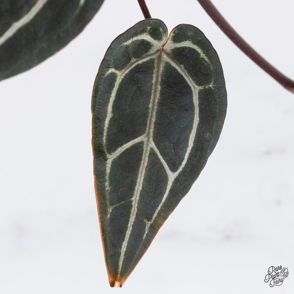 Anthurium Michelle '1' x Red Velvet Cake '24' by DocBlock® (wk37-H) *Pink Vein Emergent*