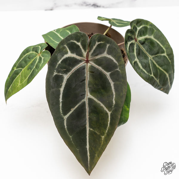 Anthurium 'Michelle' by DocBlock® Variegated (wk48-UJ)