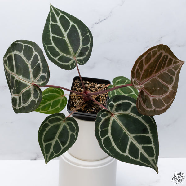 Anthurium Orange '26' x DocBlock Crystal Red '12' by DocBlock® *Pink Vein Emergent* (wk33-L)