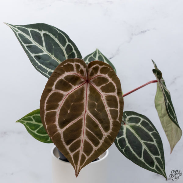 Anthurium Orange '26' x DocBlock Crystal Red '12' by DocBlock® *Pink Vein Emergent* (wk33-L)