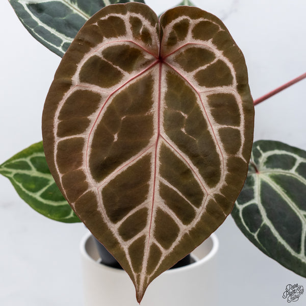 Anthurium Orange '26' x DocBlock Crystal Red '12' by DocBlock® *Pink Vein Emergent* (wk33-L)