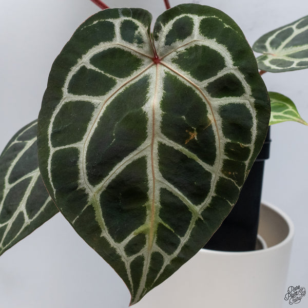 Anthurium Orange '26' x DocBlock Crystal Red '12' by DocBlock® *Pink Vein Emergent* (wk33-L)
