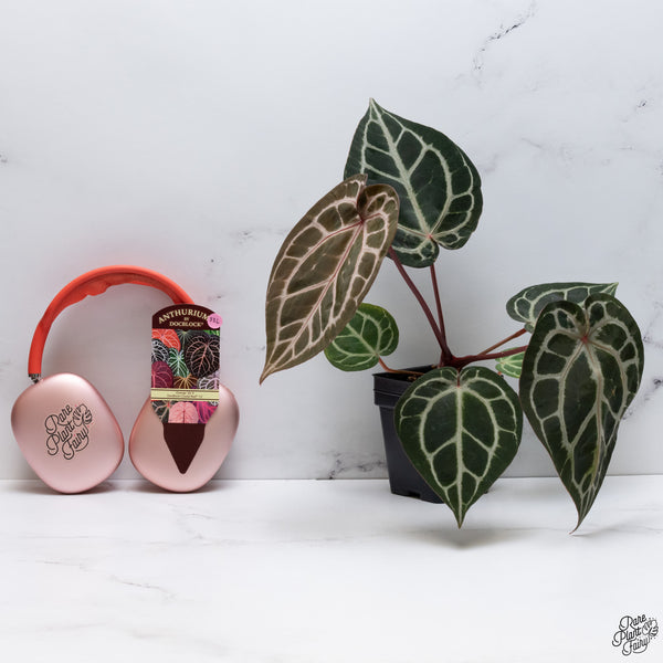 Anthurium Orange '26' x DocBlock Crystal Red '12' by DocBlock® *Pink Vein Emergent* (wk33-L)