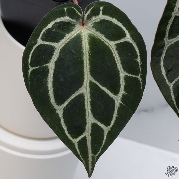 Anthurium Orange '26' x DocBlock Crystal Red '12' by DocBlock® *Pink Vein Emergent* (wk33-L)