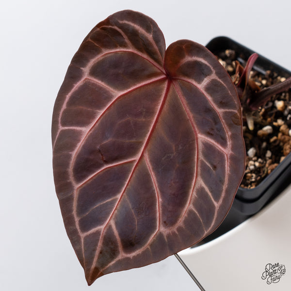 Anthurium Orange '26' x DocBlock Crystal Red '12' by DocBlock® (wk35-R) *Dark and Vibrant Emergent*
