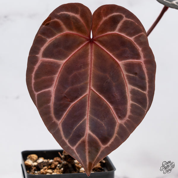 Anthurium Orange '26' x DocBlock Crystal Red '12' by DocBlock® (wk35-R) *Dark and Vibrant Emergent*