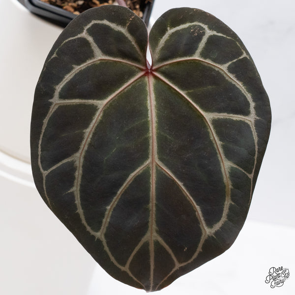 Anthurium Orange '26' x DocBlock Crystal Red '12' by DocBlock® (wk35-R) *Dark and Vibrant Emergent*