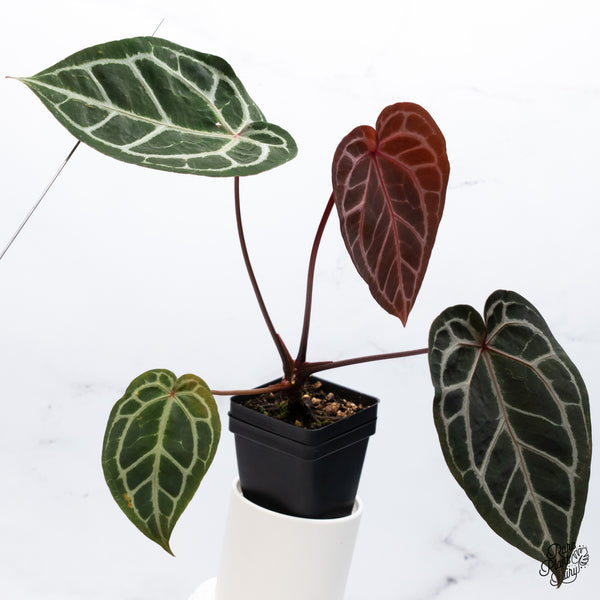 Anthurium Orange '26' x DocBlock Crystal Red '12' by DocBlock® (wk36-I) *Vibrant Emergent*