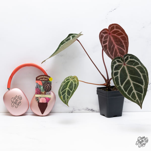 Anthurium Orange '26' x DocBlock Crystal Red '12' by DocBlock® (wk36-I) *Vibrant Emergent*