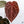 Anthurium Orange '26' x DocBlock Crystal Red '12' by DocBlock® (wk36-I) *Vibrant Emergent*