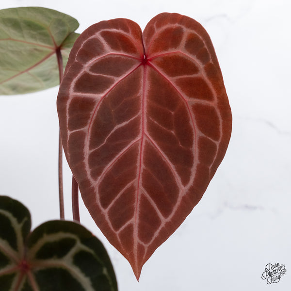 Anthurium Orange '26' x DocBlock Crystal Red '12' by DocBlock® (wk36-I) *Vibrant Emergent*