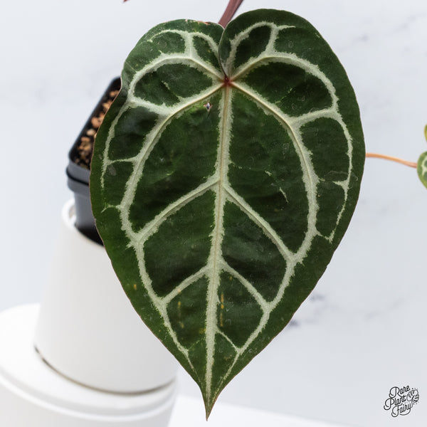 Anthurium Orange '26' x DocBlock Crystal Red '12' by DocBlock® (wk36-I) *Vibrant Emergent*