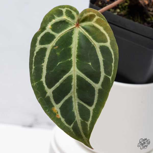 Anthurium Orange '26' x DocBlock Crystal Red '12' by DocBlock® (wk36-I) *Vibrant Emergent*