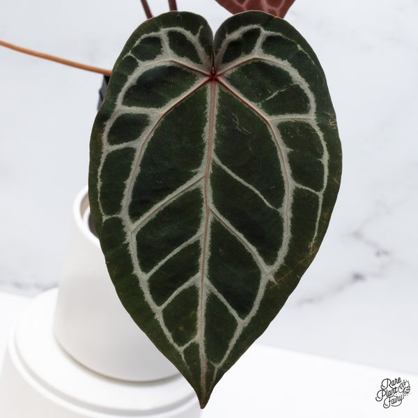 Anthurium Orange '26' x DocBlock Crystal Red '12' by DocBlock® (wk36-I) *Vibrant Emergent*
