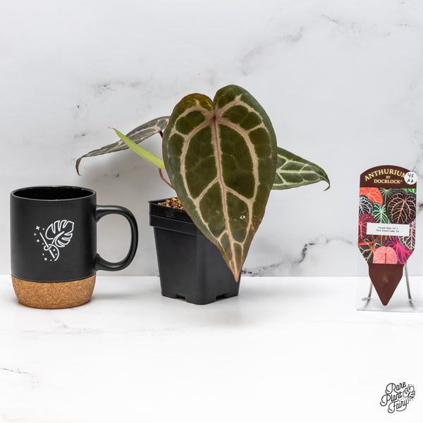 Anthurium Purple Rain '27' x Red Velvet Cake '24' by DocBlock® (wk45-AA)