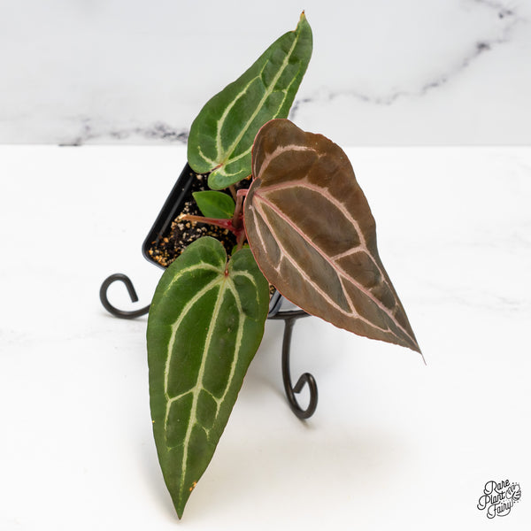 Anthurium Purple Rain '27' x Red Velvet Cake '24' by DocBlock® (wk51-X)