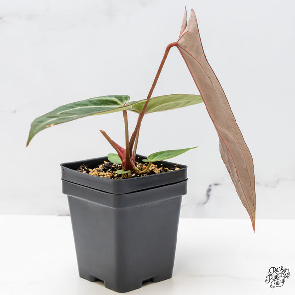 Anthurium Purple Rain '27' x Red Velvet Cake '24' by DocBlock® (wk51-X)