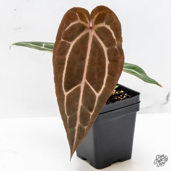 Anthurium Purple Rain '27' x Red Velvet Cake '24' by DocBlock® (wk51-X)