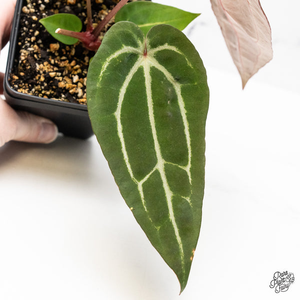 Anthurium Purple Rain '27' x Red Velvet Cake '24' by DocBlock® (wk51-X)