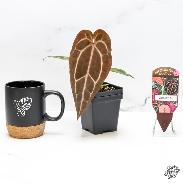 Anthurium Purple Rain '27' x Red Velvet Cake '24' by DocBlock® (wk51-X)