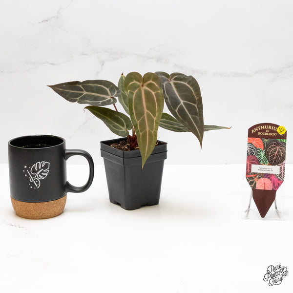 Anthurium Purple Rain '27' x Red Velvet Cake '24' by DocBlock® (wk1-V)