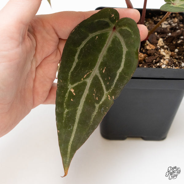 Anthurium Purple Rain '27' x Red Velvet Cake '24' by DocBlock® (wk1-V)