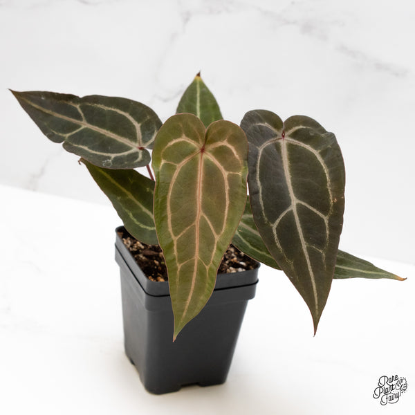 Anthurium Purple Rain '27' x Red Velvet Cake '24' by DocBlock® (wk1-V)