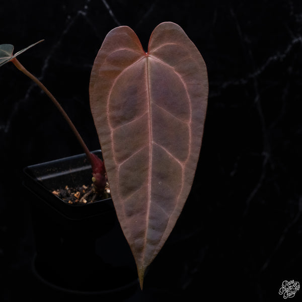 Variegated Anthurium Red Velvet Cake '24' x Dark and Handsome '9' by DocBlock® (wk32-AB)