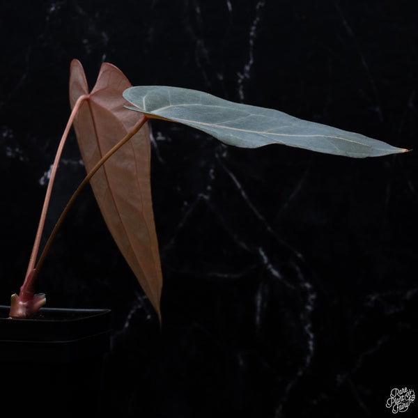 Variegated Anthurium Red Velvet Cake '24' x Dark and Handsome '9' by DocBlock® (wk32-AB)