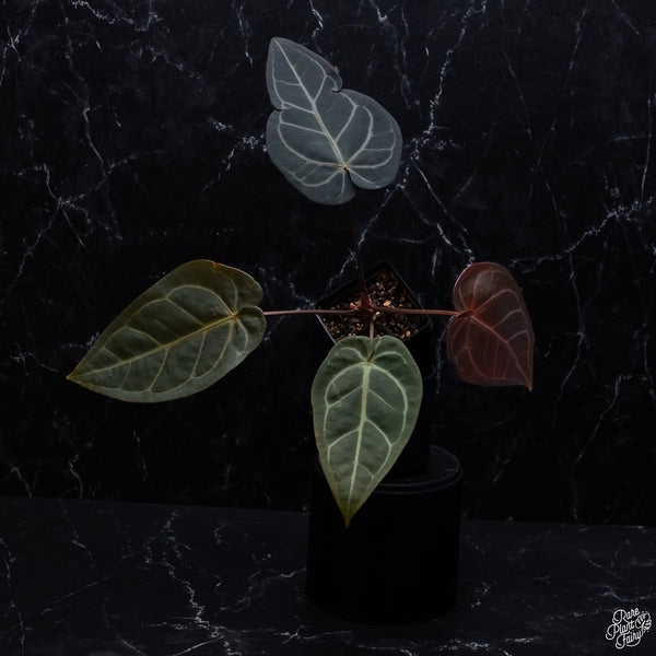 Anthurium Red Velvet Cake '24' x Dark and Handsome '9' by DocBlock® *Dark and Vibrant Emergent* (wk32-I)