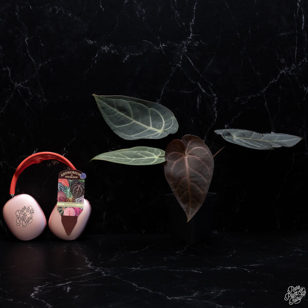Anthurium Red Velvet Cake '24' x Dark and Handsome '9' by DocBlock® *Dark and Vibrant Emergent* (wk32-I)