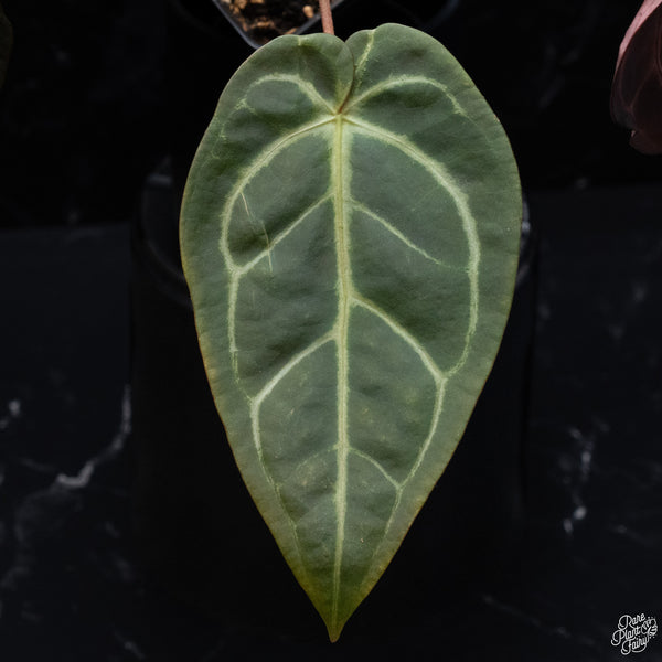 Anthurium Red Velvet Cake '24' x Dark and Handsome '9' by DocBlock® *Dark and Vibrant Emergent* (wk32-I)