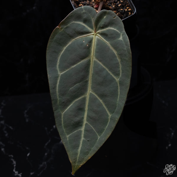 Anthurium Red Velvet Cake '24' x Dark and Handsome '9' by DocBlock® *Dark and Vibrant Emergent* (wk32-I)