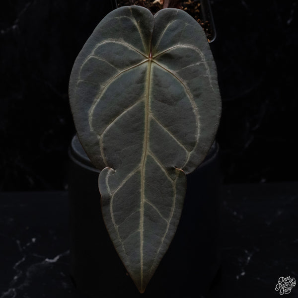 Anthurium Red Velvet Cake '24' x Dark and Handsome '9' by DocBlock® *Dark and Vibrant Emergent* (wk32-I)