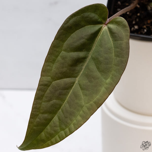Anthurium Red Velvet Cake '24' x Dark and Handsome '9' by DocBlock® *Dark and Narrow* (wk33-Q)