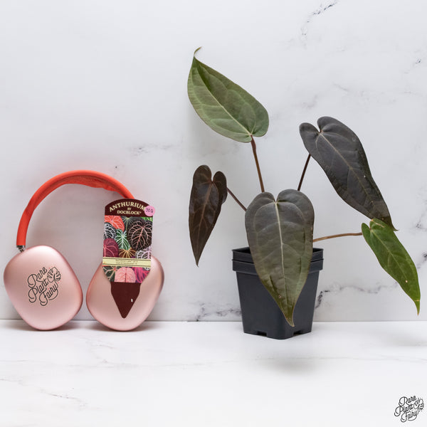 Anthurium Red Velvet Cake '24' x Dark and Handsome '9' by DocBlock® *Dark and Narrow* (wk33-Q)