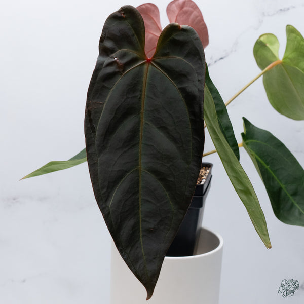 Anthurium Red Velvet Cake '24' x Dark and Handsome '9' by DocBlock® (wk34-T) *Dark and Vibrant Emergent*