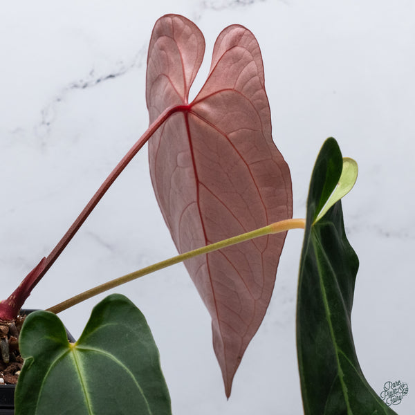 Anthurium Red Velvet Cake '24' x Dark and Handsome '9' by DocBlock® (wk34-T) *Dark and Vibrant Emergent*