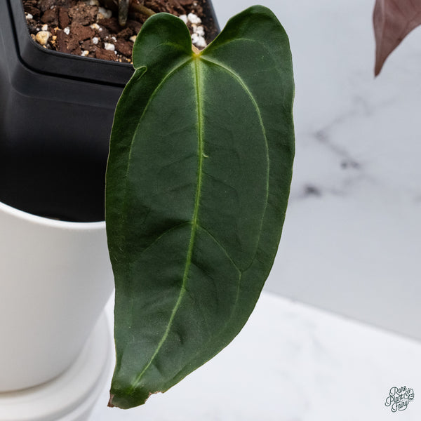 Anthurium Red Velvet Cake '24' x Dark and Handsome '9' by DocBlock® (wk34-T) *Dark and Vibrant Emergent*
