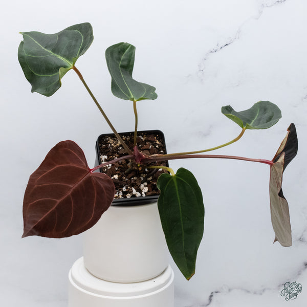 Anthurium Red Velvet Cake '24' x Dark and Handsome '9' by DocBlock® (wk34-T) *Dark and Vibrant Emergent*