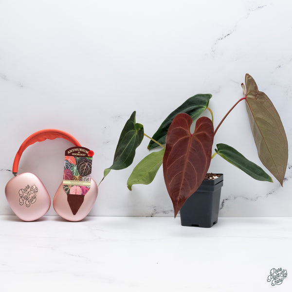 Anthurium Red Velvet Cake '24' x Dark and Handsome '9' by DocBlock® (wk34-T) *Dark and Vibrant Emergent*