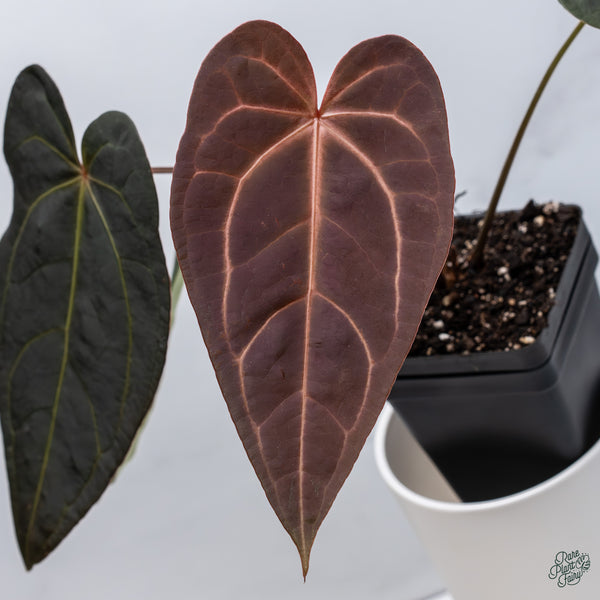 Anthurium Red Velvet Cake '24' x Dark and Handsome '9' by DocBlock® (wk34-V) *Dark and Vibrant Emergent*