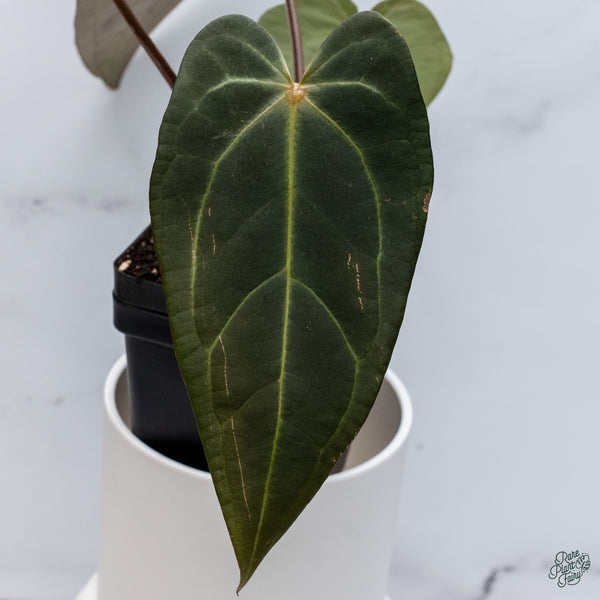 Anthurium Red Velvet Cake '24' x Dark and Handsome '9' by DocBlock® (wk34-V) *Dark and Vibrant Emergent*